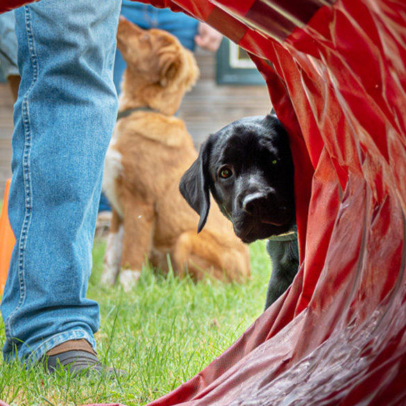 DeLijn Raalte Home puppycursus